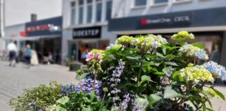 Von der Altstadt bis in die Johannisstraße stehen 80 schön bepflanzte Blumenkübel, die auch für Insekten gut sind. / Foto: Dayan