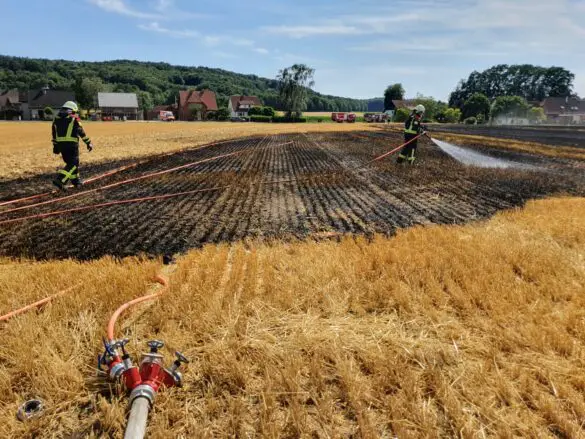 Feuer auf Feld breitet sich rasch aus, Wohnhäuser gefährdet Feuer auf Feld breitet sich rasch aus, Wohnhäuser gefährdet