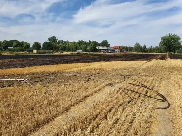 Feuer auf Feld breitet sich rasch aus, Wohnhäuser gefährdet Feuer auf Feld breitet sich rasch aus, Wohnhäuser gefährdet