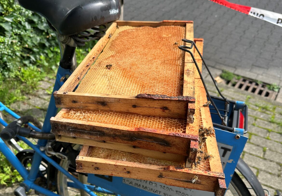 Die gefundenen Bienenwaben. / Foto: Polizei Osnabrück