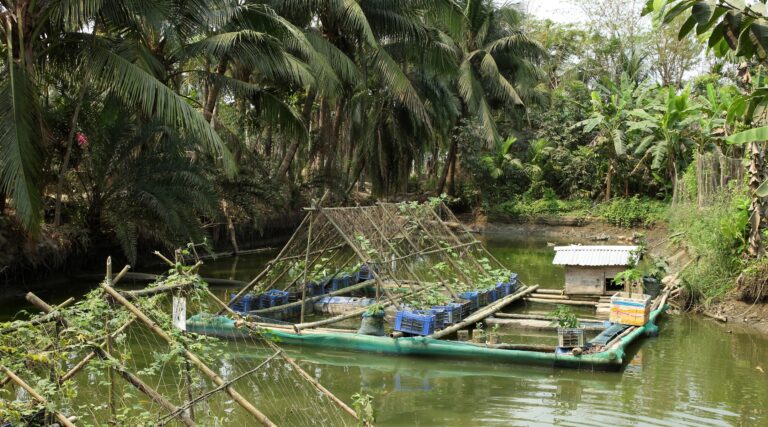 Eines der geförderten Projekte von Brot um die Welt: Ein schwimmender Garten in Bangladesch. / Foto: Brot für die Welt.