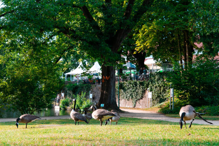 Eine Gruppe von Kanadagänsen ist hin und wieder auch außerhalb des Kasinoparks unterwegs. Um diese Laufwege besser nachvollziehen zu können, bittet die Stadt nun um Hilfe aus der Bevölkerung. / Foto: Stadt Georgsmarienhütte (Michael Dreampics)