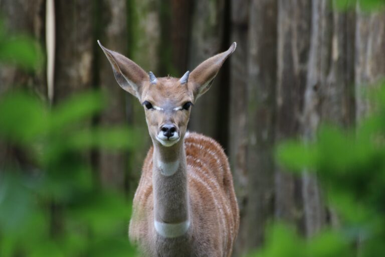Kleiner Kudu Julius / Foto: Zoo Osnabrück