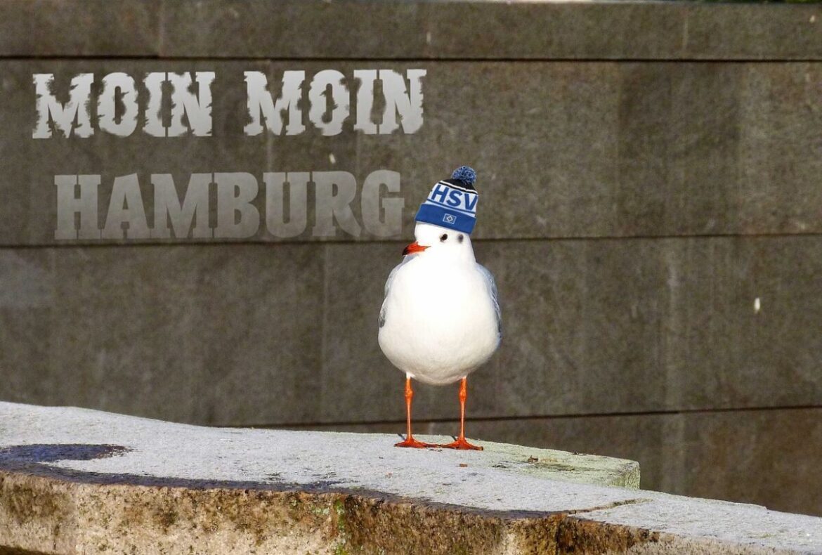 HSV-Möwe (Symbolbild)