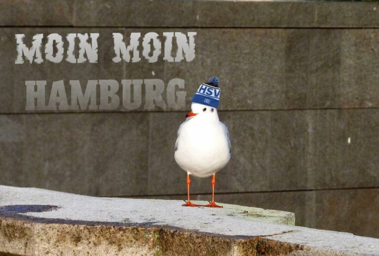 HSV-Möwe (Symbolbild)