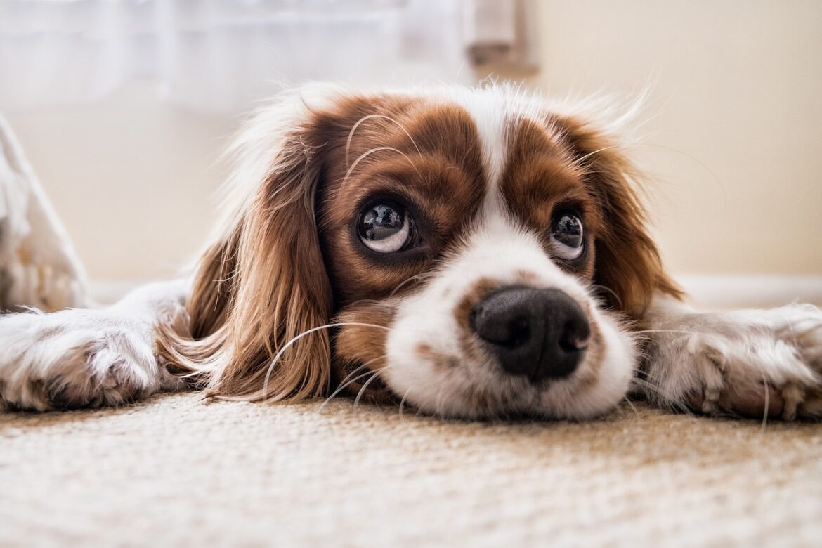 Hundewelpe