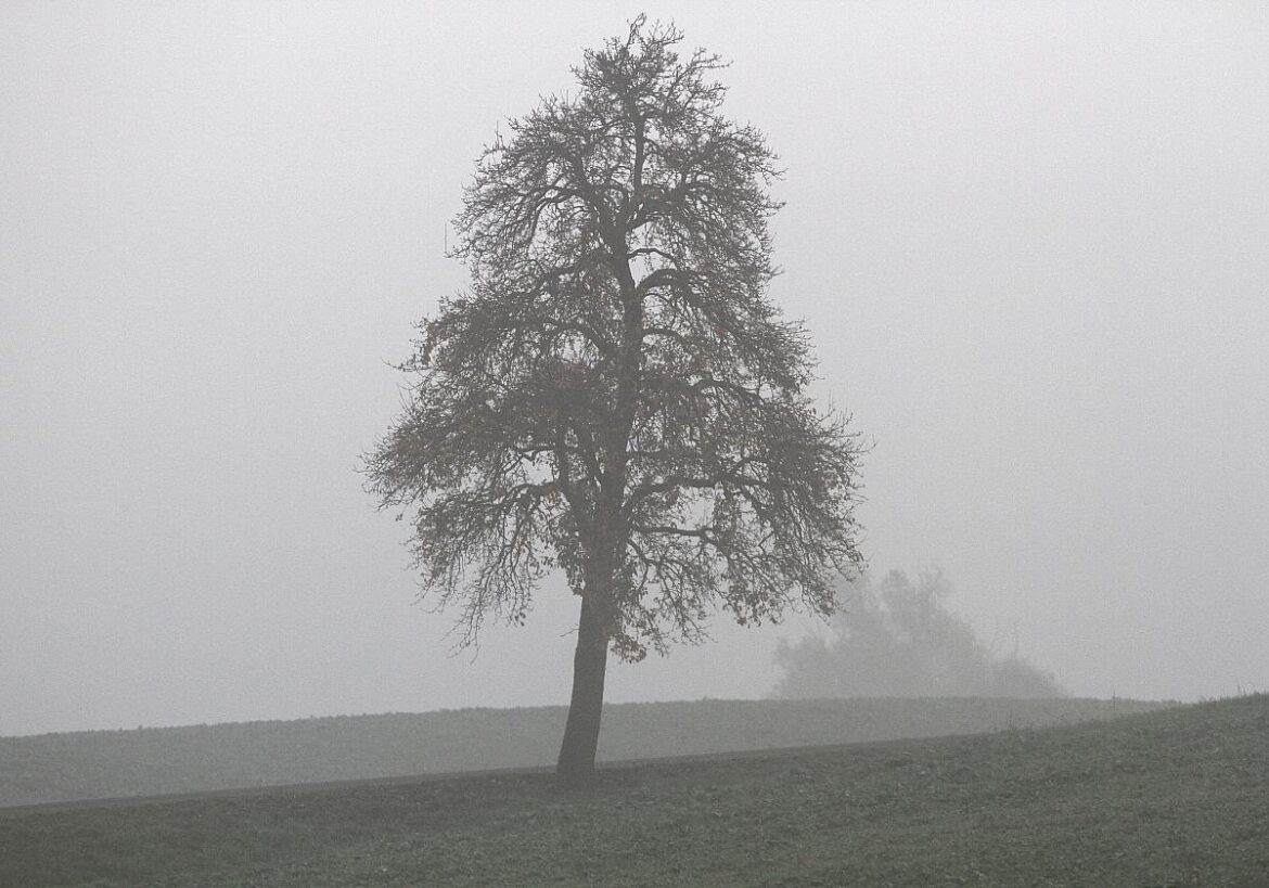 Baum im Nebel