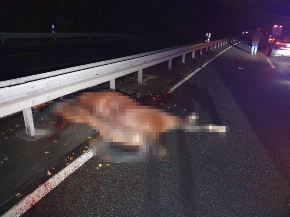 Unfall mit Pferden auf Bundesstraße bei Osnabrück / Westermann