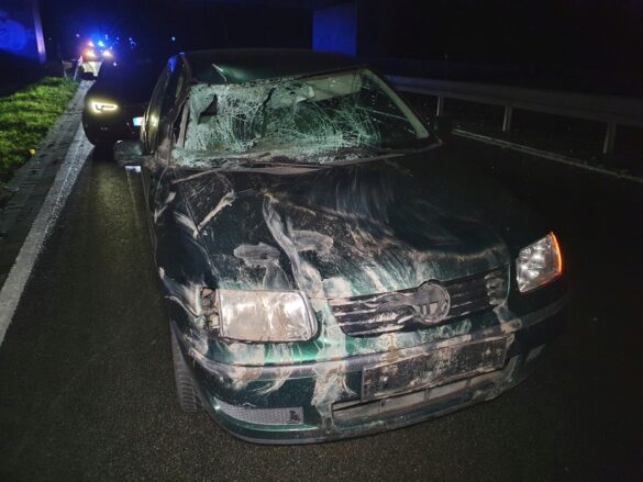 Unfall mit Pferden auf Bundesstraße bei Osnabrück / Westermann
