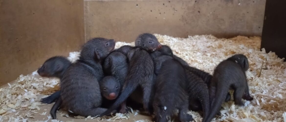 Foto: Zoo Osnabrück