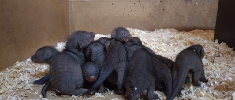 Foto: Zoo Osnabrück