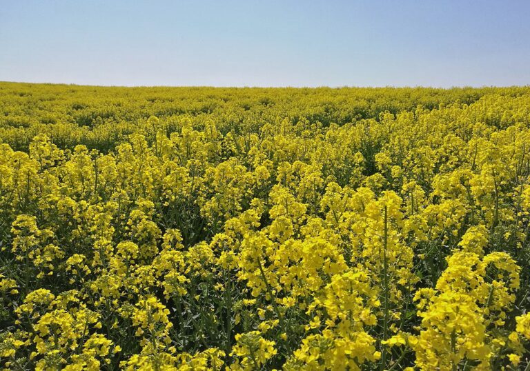 Feld