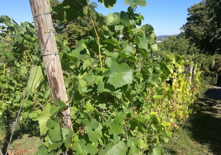 Wein Anbau