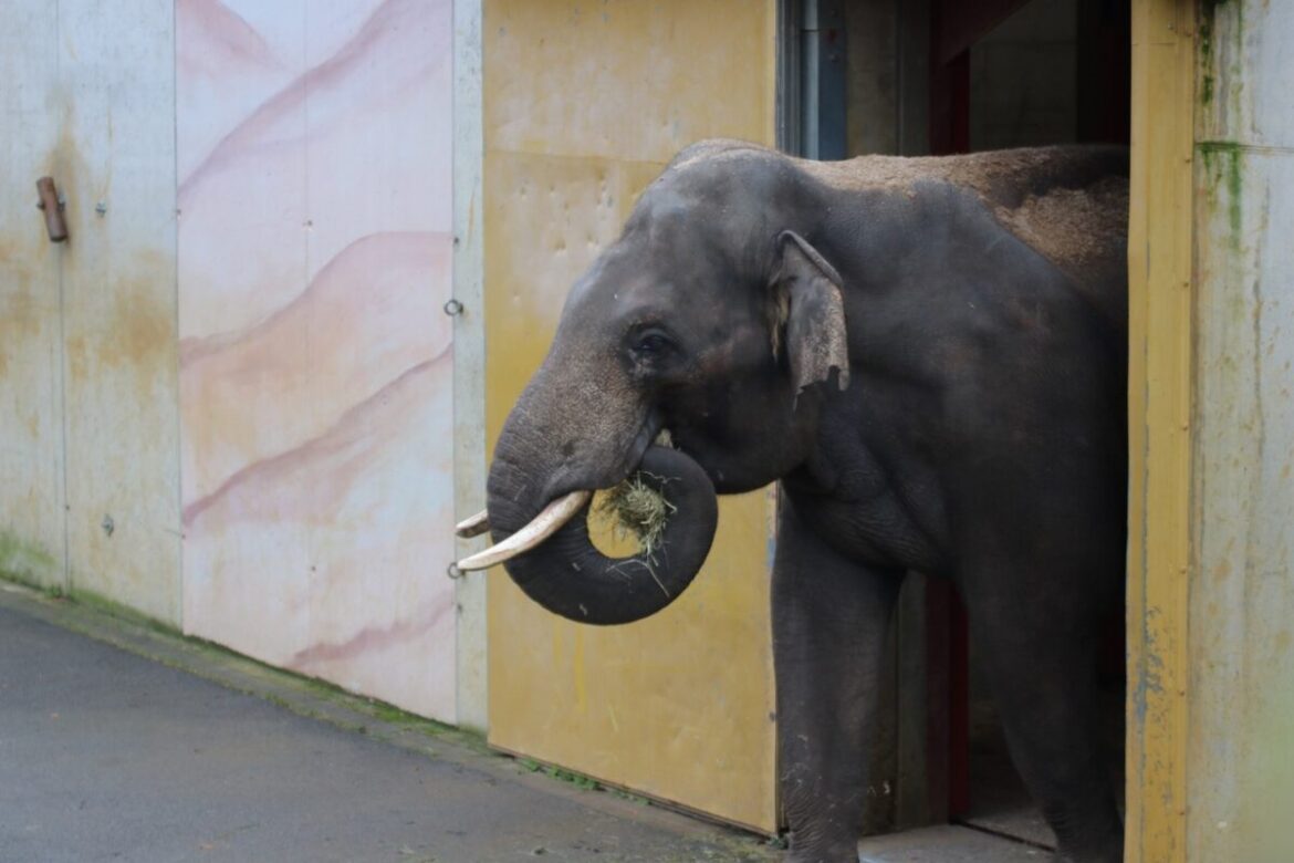 Elefantenbulle Ananda / Foto: Zoo Osnabrück (Lara Holzkamp)
