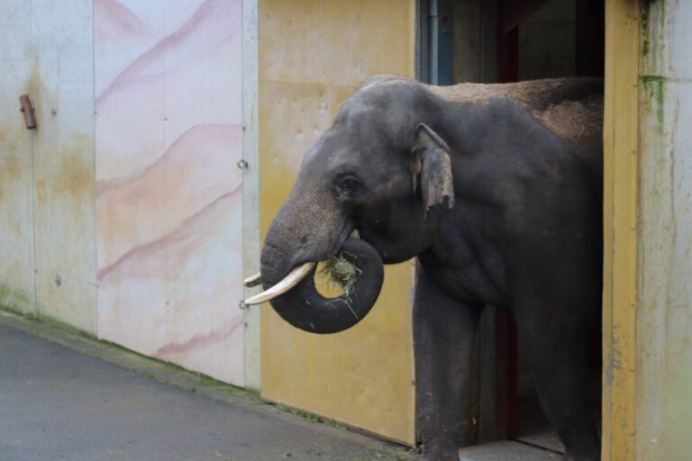 Elefantenbulle Ananda / Foto: Zoo Osnabrück (Lara Holzkamp)