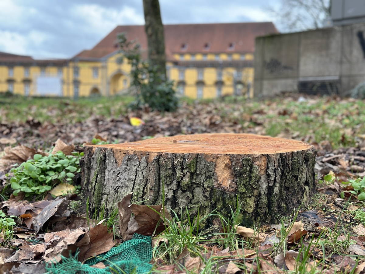 Abgesägter Baum am Ledenhof