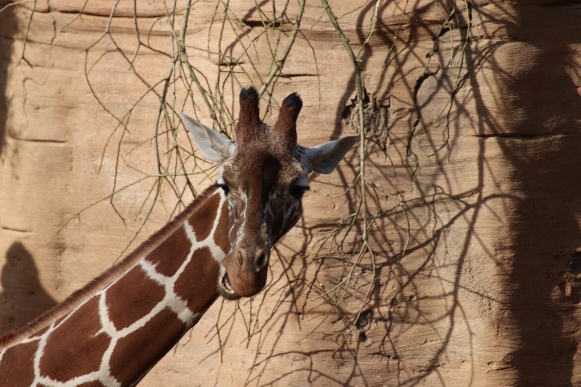 Giraffe im Zoo Osnabrück