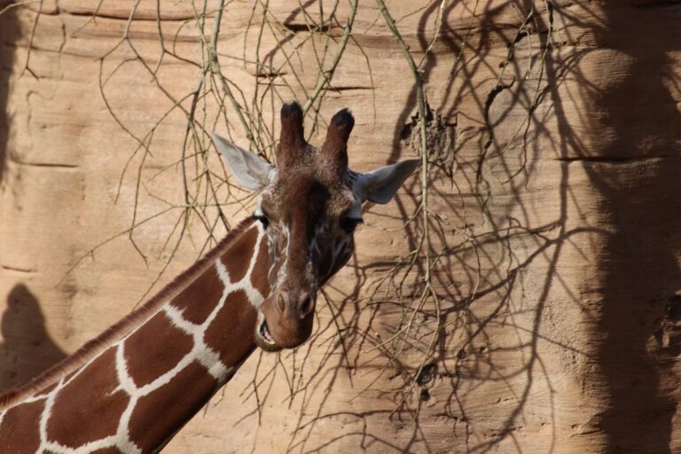 Giraffe im Zoo Osnabrück