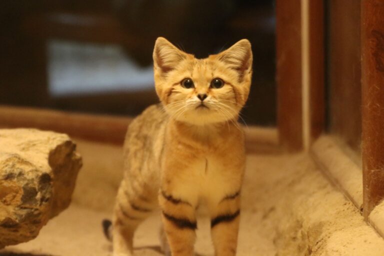 Sandkatzenweibchen Lilo / Foto: Zoo Osnabrück (Lara Holzkamp)