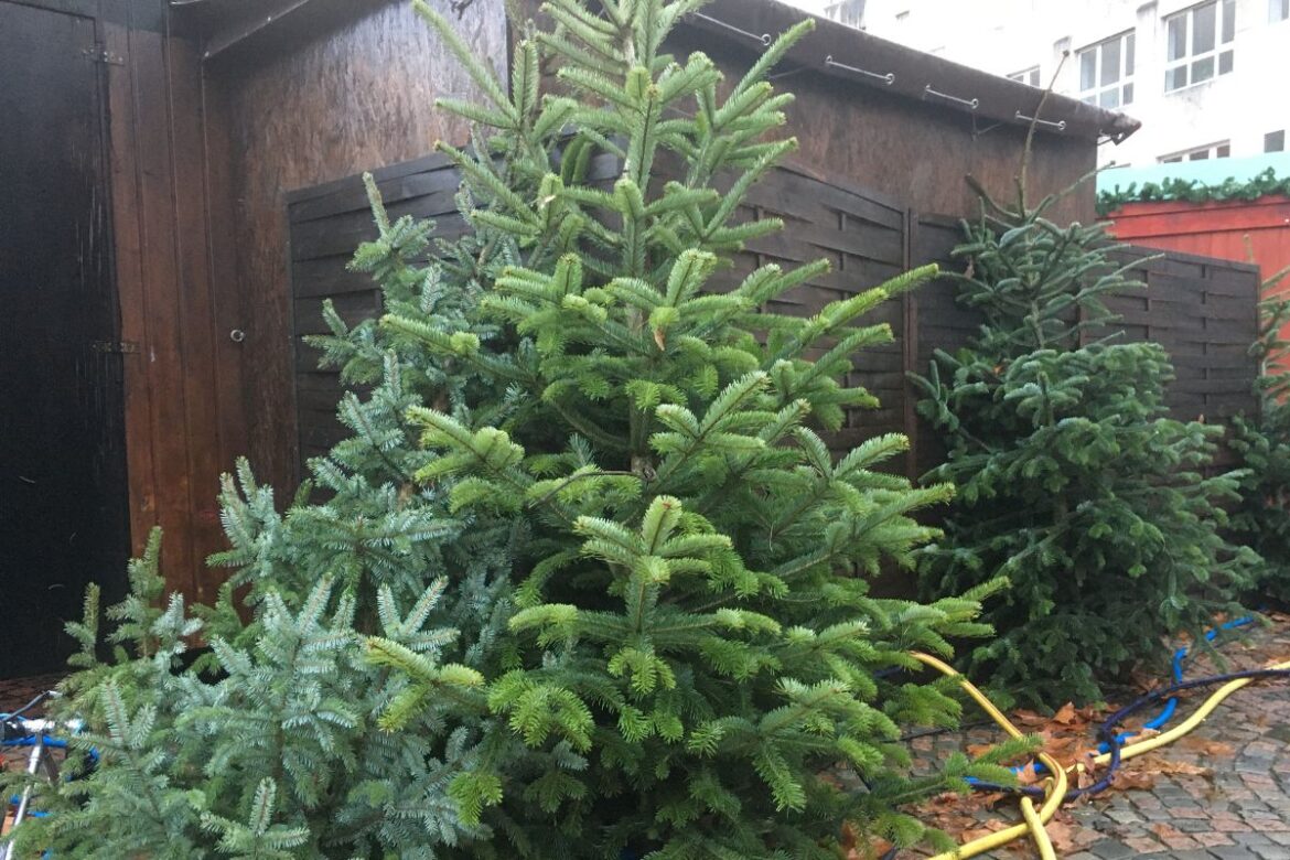 Tannenbäume auf dem Weihnachtsmarkt / Foto: Dominik Lapp