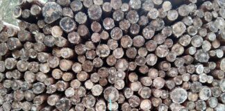 Gelagerte Holzstämme