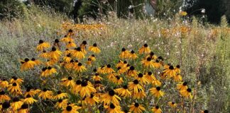 Ihrer eigenen Vorbildfunktion ist sich die Gemeinde Bissendorf bewusst. So hat sie den Kreisel im Ortsteil Wissingen mit ca. 3.000 insektenfreundlichen Stauden bepflanzt, die in diesem Sommer erstmals ihre volle Pracht entfaltet haben. (Foto: Gemeinde Bissendorf / Kollorz)