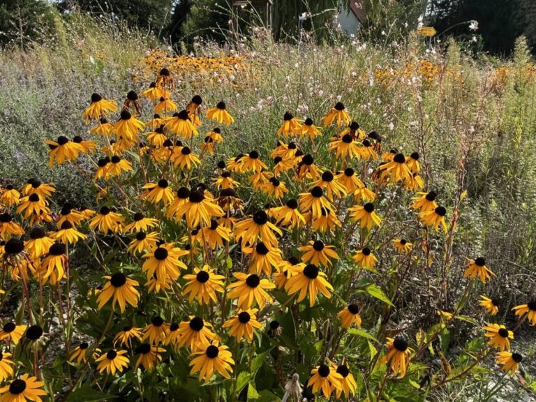 Ihrer eigenen Vorbildfunktion ist sich die Gemeinde Bissendorf bewusst. So hat sie den Kreisel im Ortsteil Wissingen mit ca. 3.000 insektenfreundlichen Stauden bepflanzt, die in diesem Sommer erstmals ihre volle Pracht entfaltet haben. (Foto: Gemeinde Bissendorf / Kollorz)
