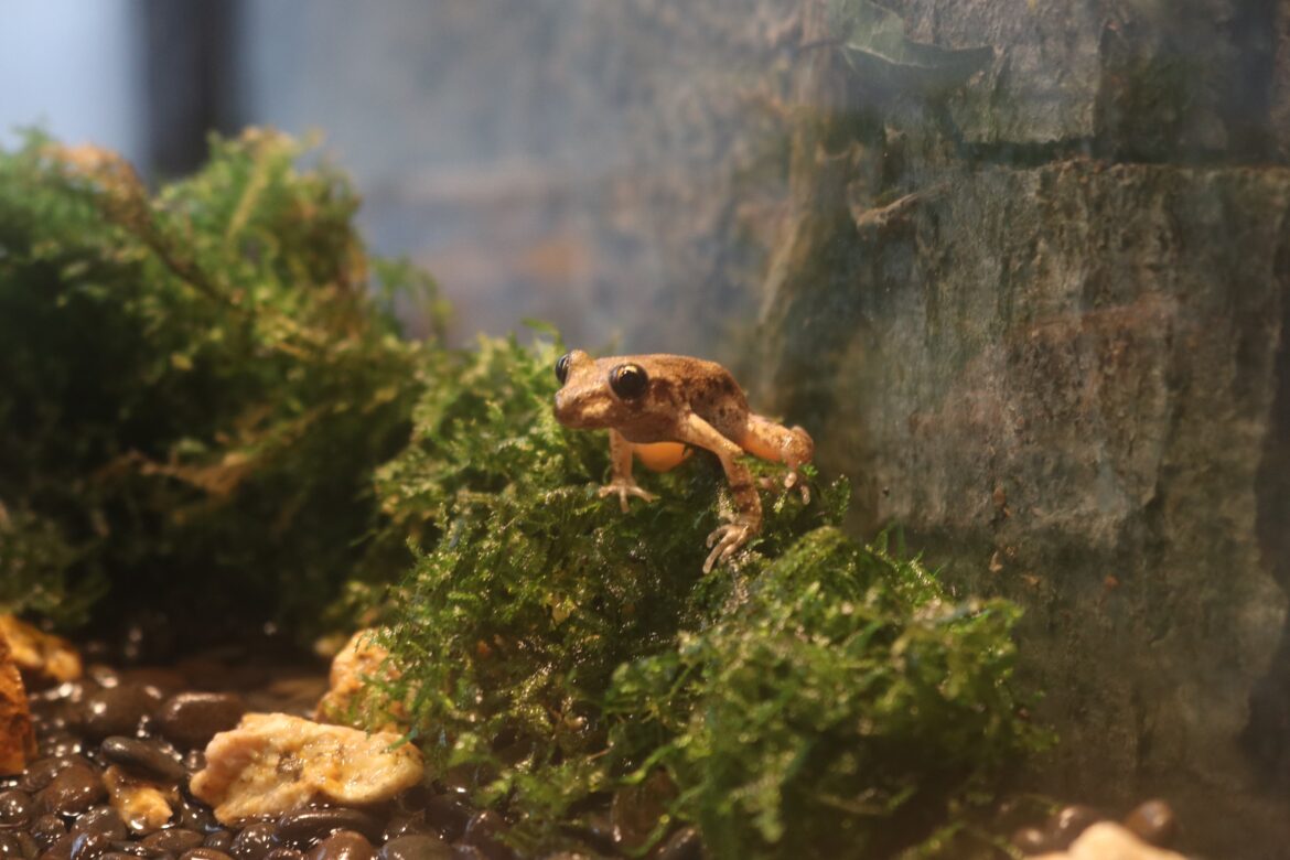 Mallorca-Geburtshelferkröte / Foto: Zoo Osnabrück (Lara Holzkamp)