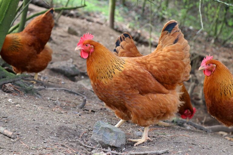 Huhn im Museumsgarten / Foto: Lisa Heyn
