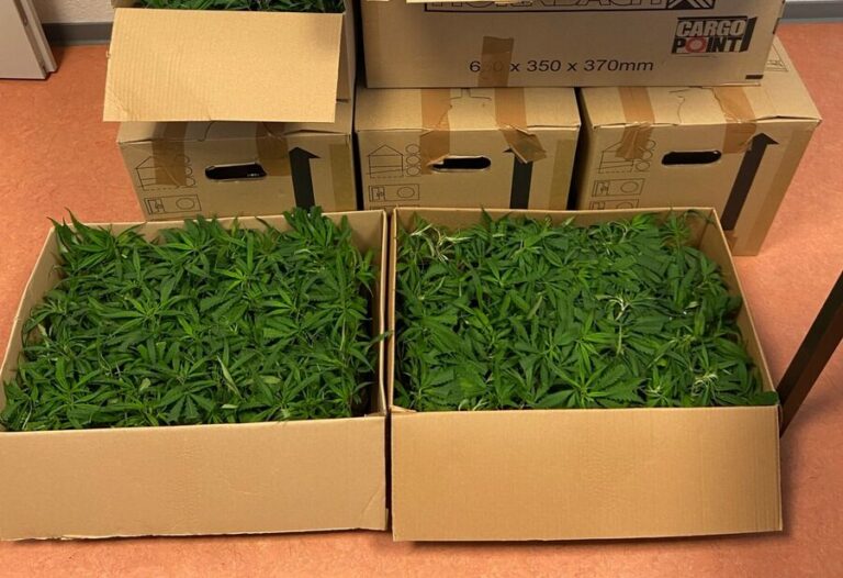 Cannabis-Pflanzen wurden beschlagnahmt. / Foto: Hauptzollamt Osnabrück