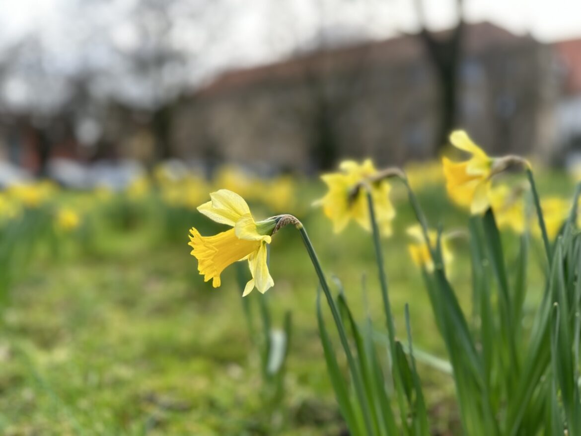 Narzissen auf dem Hasetorwall am 7. Februar 2024