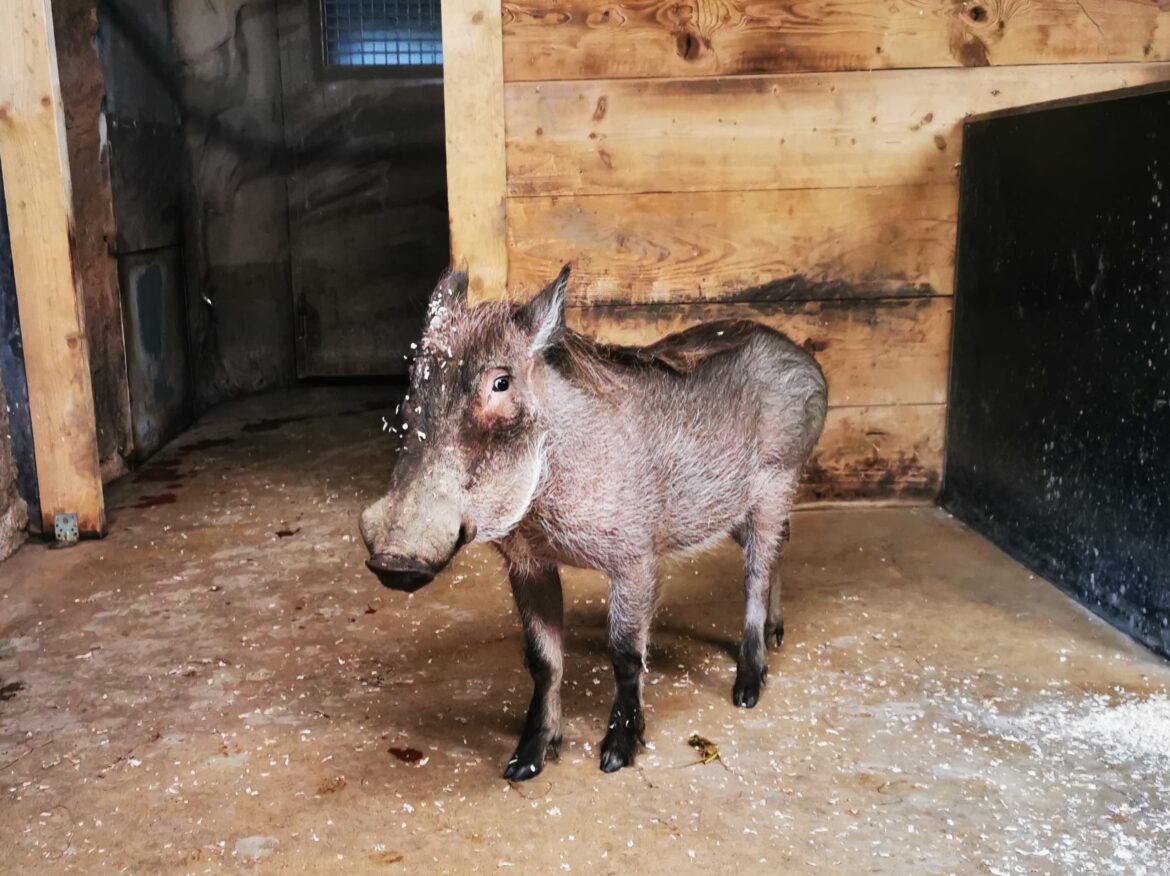 Der Zoo Osnabrück gab das im vergangenen Jahr geborene Warzenschwein an das Friedrich-Loeffler-Institut ab. / Foto: Zoo Osnabrück, Hanna Räckers