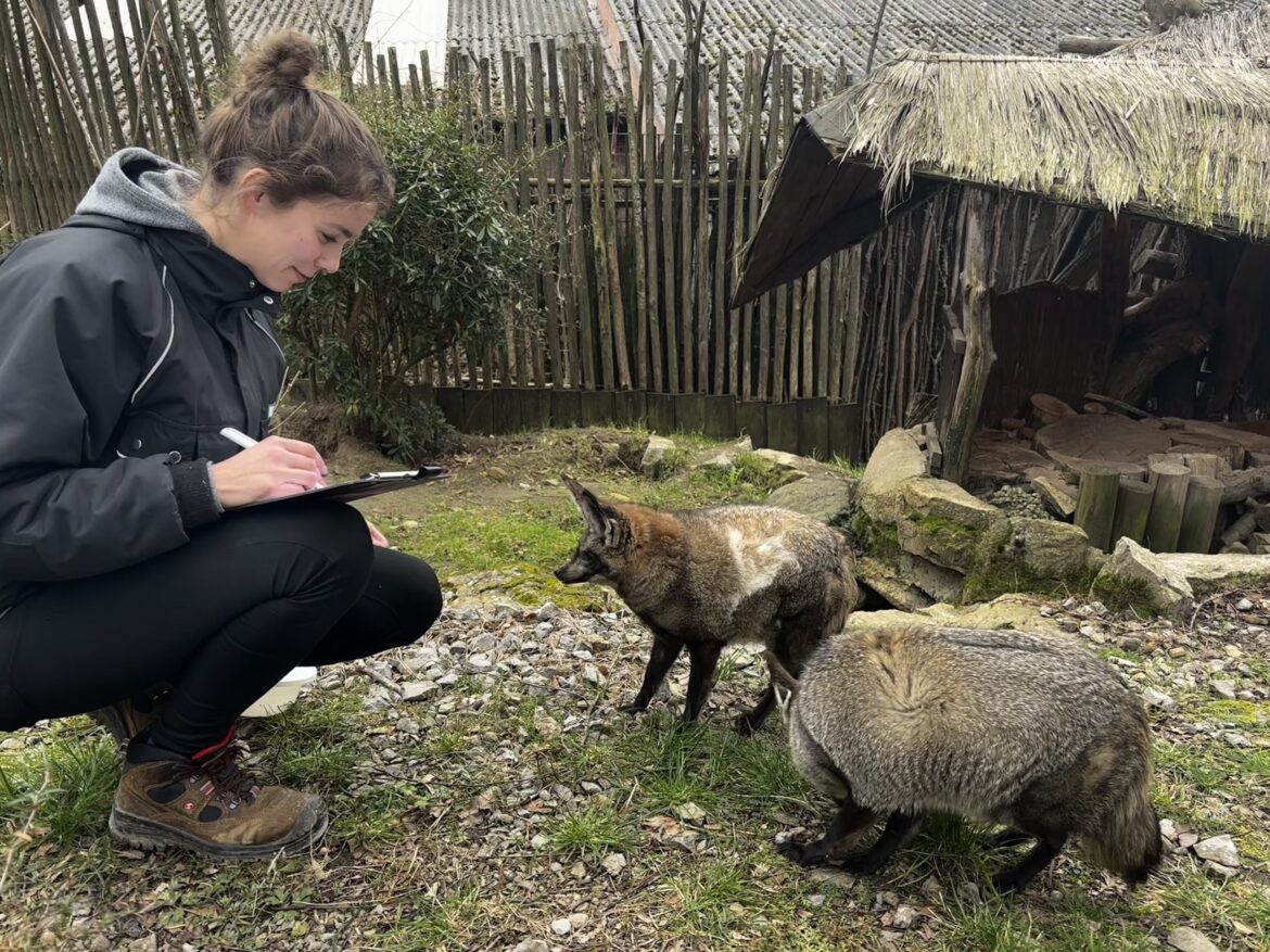 Katja Lammers und Löffelhunde. / Foto: Zoo Osnabrück