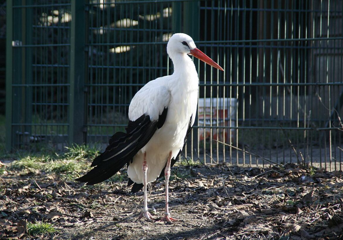 Storch