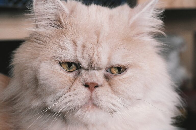 Perserkatze