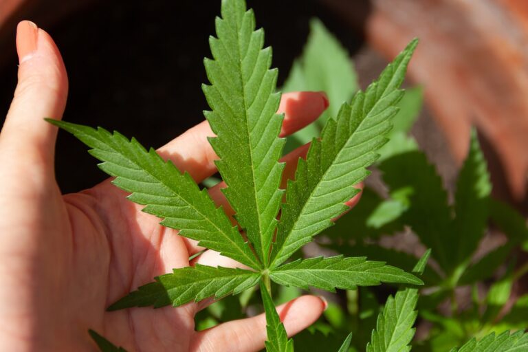 Cannabis-Pflanze