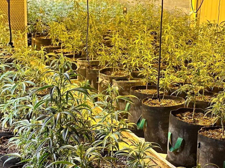 Cannabis-Pflanzen