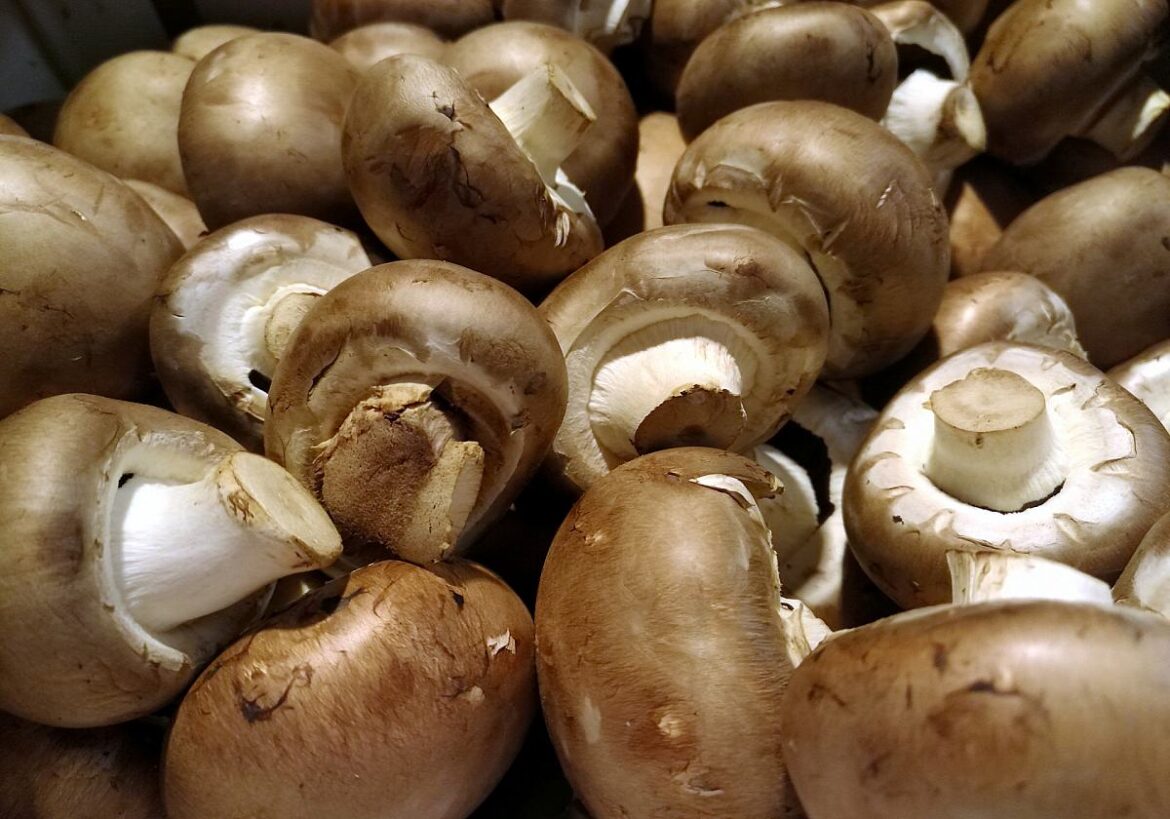 Champignons