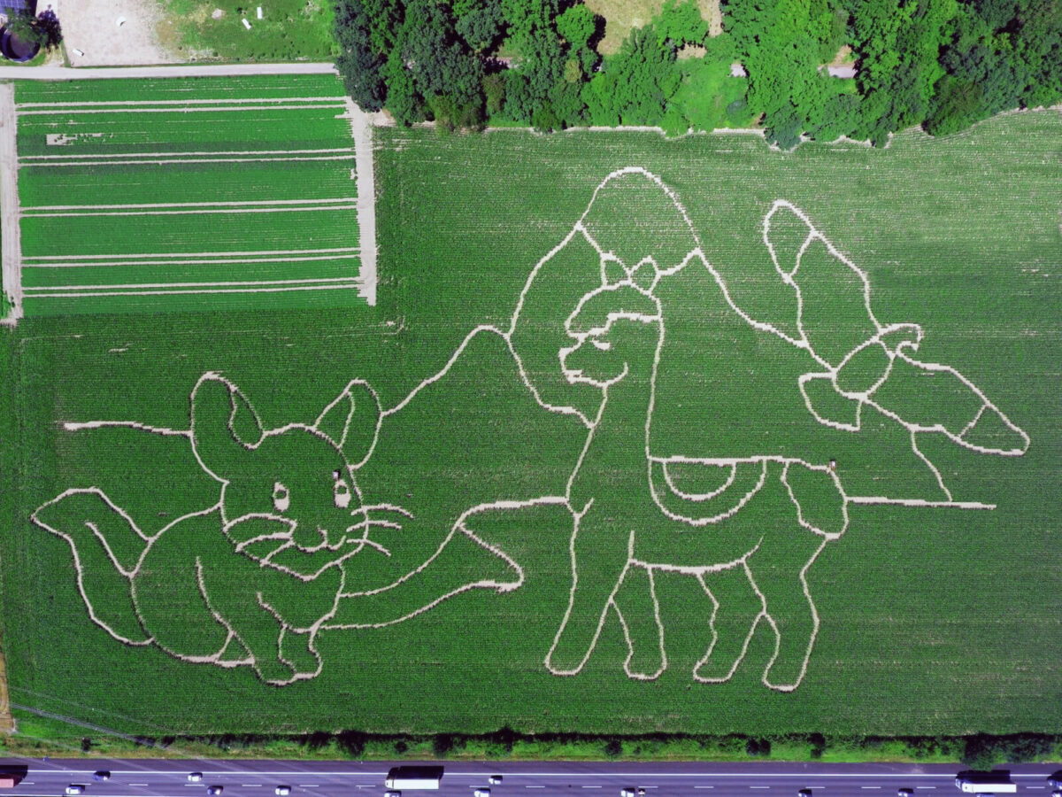 Maislabyrinth auf Hof Hauswörmann / Foto: Lisa Padeffke