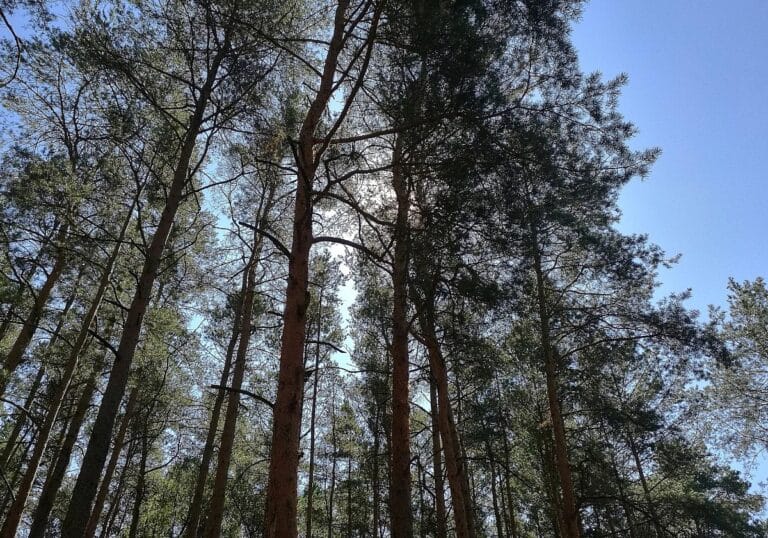 Wald (Archiv)