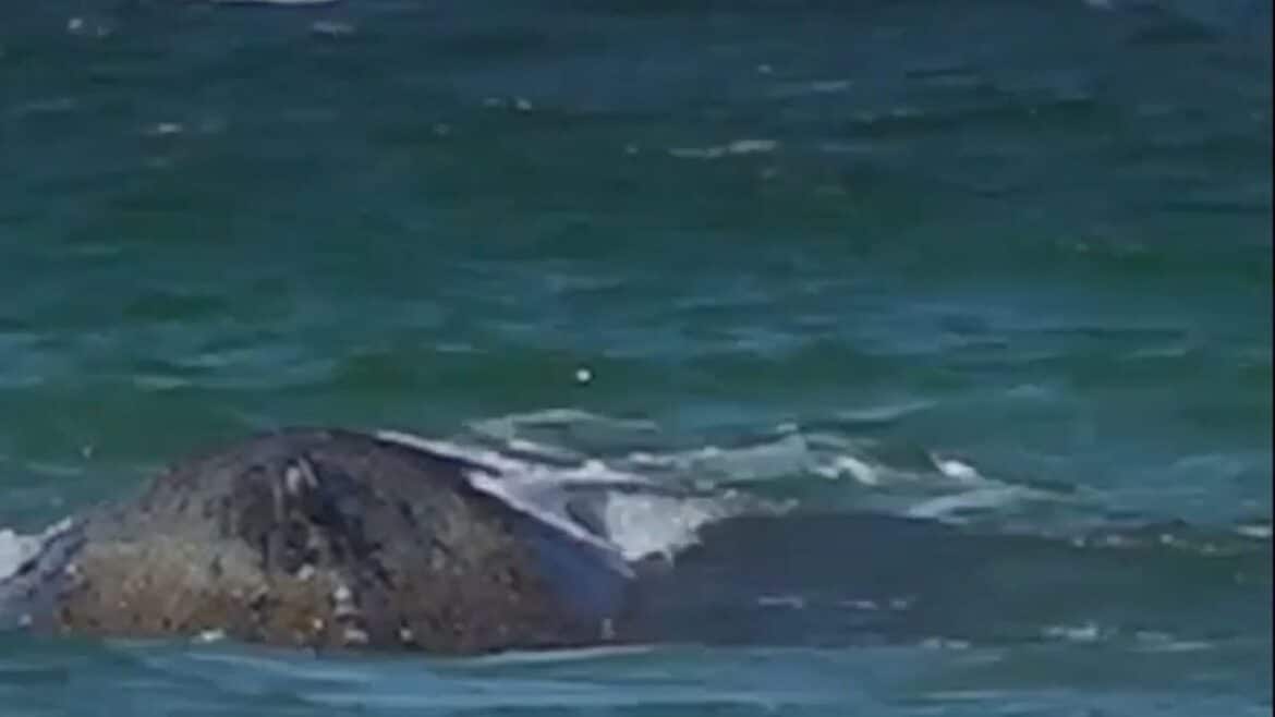 Buckelwal befreit sich von Ostsee-Sandbank