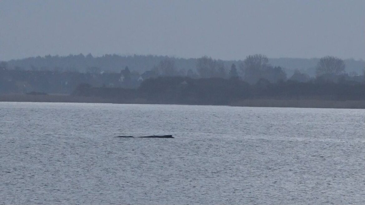 Buckelwal in der Ostsee: Stranden und Befreien im Wechsel