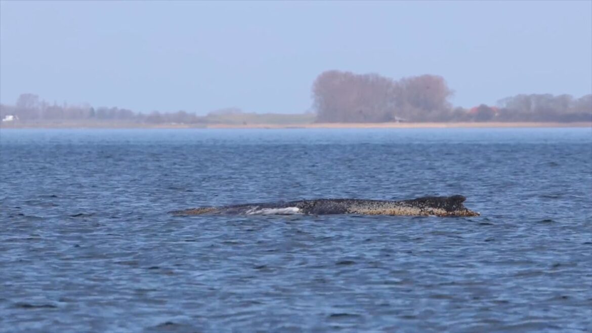 Buckelwal vor Wismar: Zustand bleibt kritisch