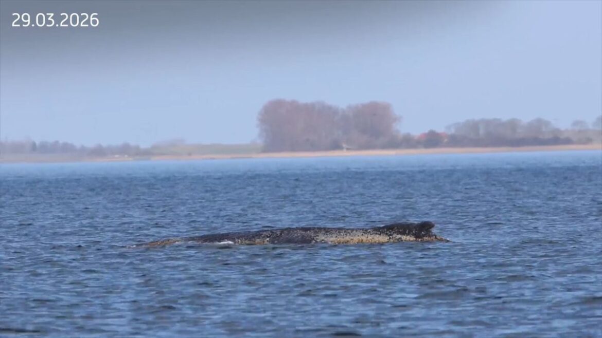 Buckelwal in der Ostsee abgetaucht und verschwunden