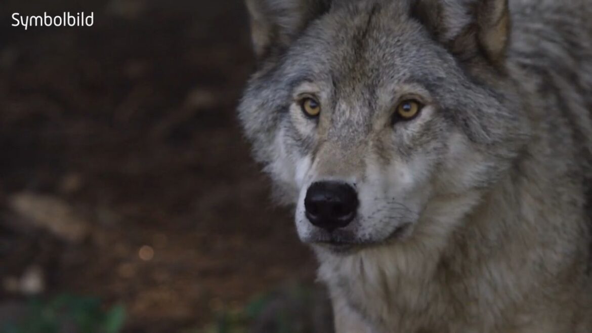 Wolf beißt Frau in Hamburg: Erster Angriff seit 1998