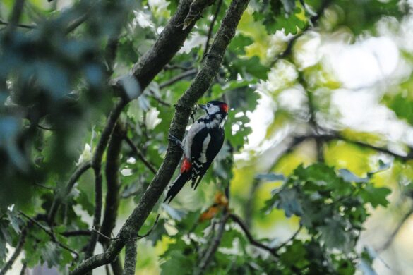 In diesem Bild ist ein kleiner Vogel mit einem roten