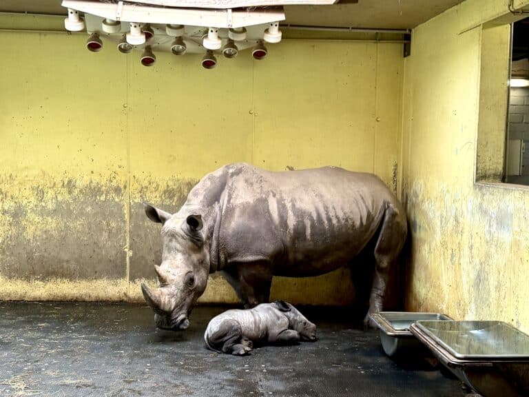Nashorn in Zoo