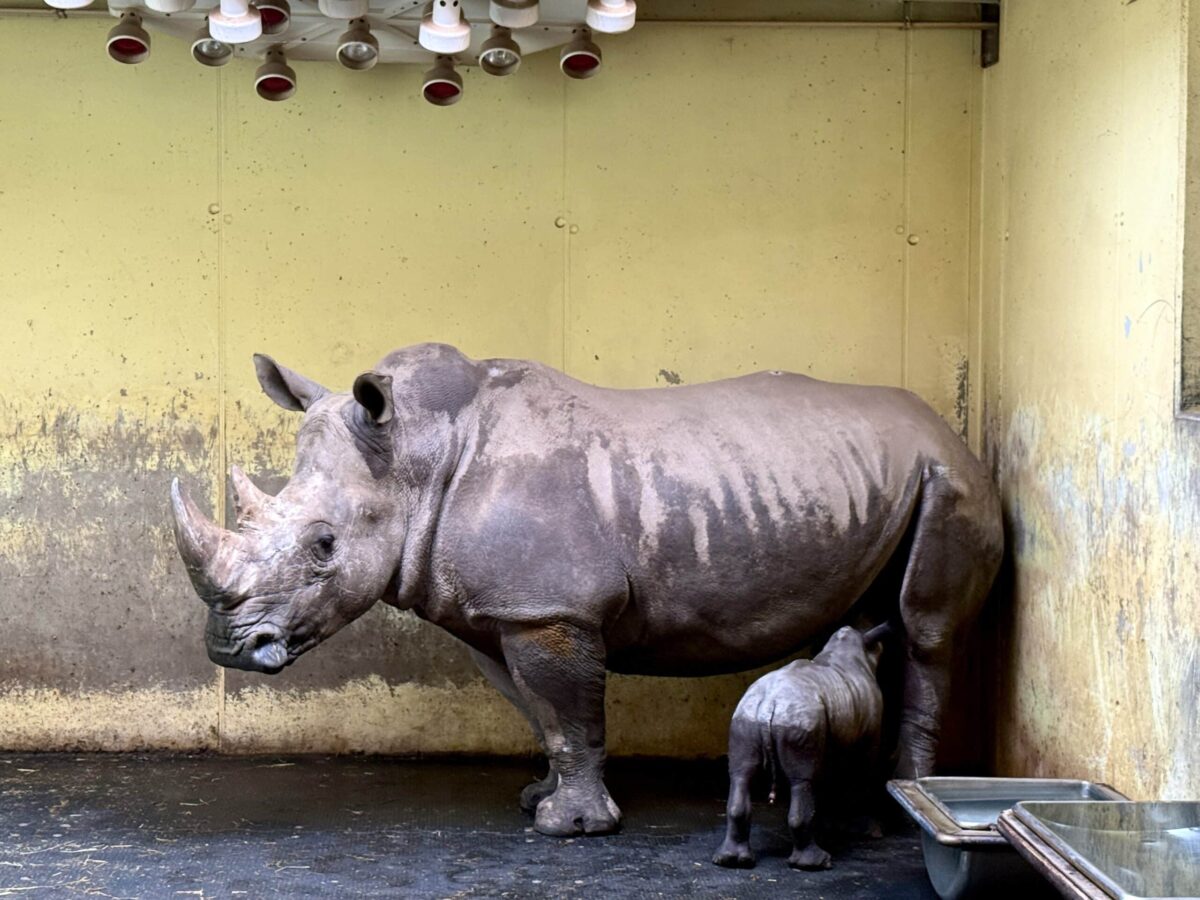 Mutter und Nachwuchs sind wohlauf: So heißt das Nashorn-Baby im Zoo Osnabrück Nashorn Liam