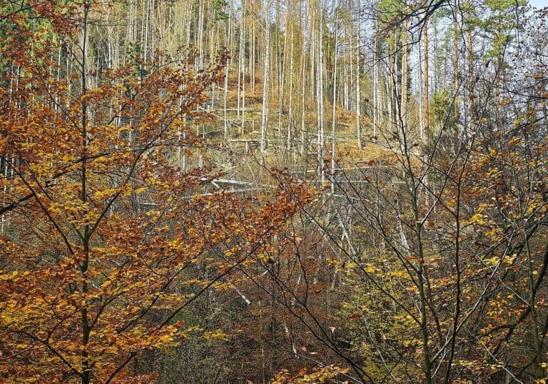 Wald (Archiv)