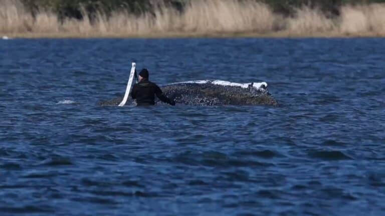 Neues Rettungskonzept für Buckelwal in der Ostsee